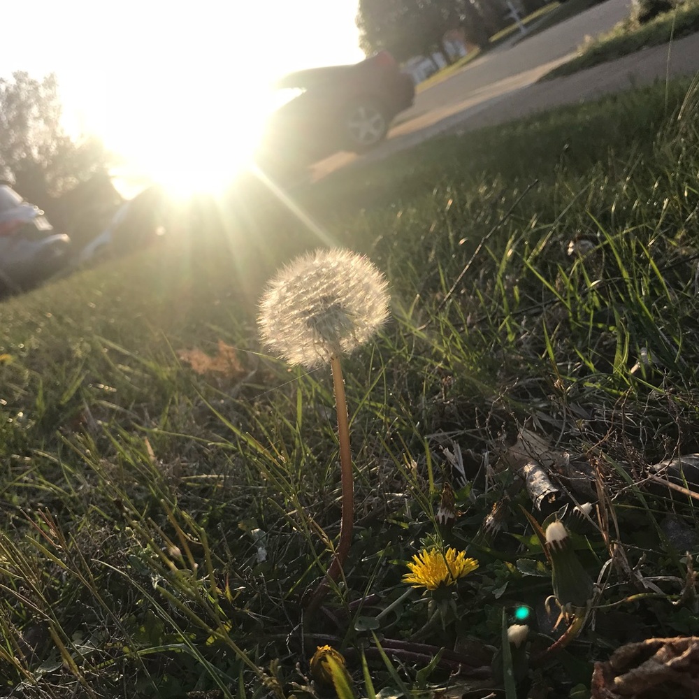 Meet your Posher, Savannah